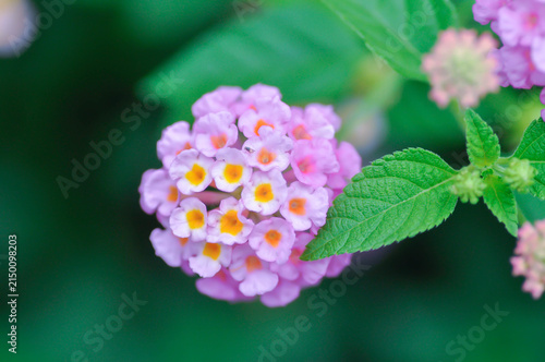 Fotografie Lantana camara L, Cloth of gold or Hedge flower or Lantana or Weeping lantana or