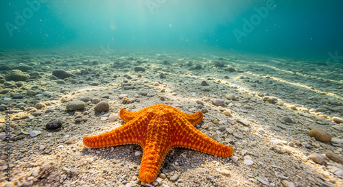 Bright orange starfish resting on the underwater sea floor
