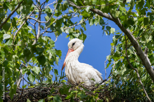 Bild auf Leinwand Adult white stork on a nest framed by green leaves