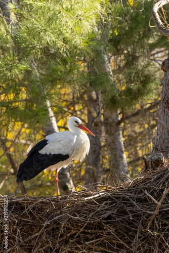 Fotografie Adult white stork standing on a large stick nest