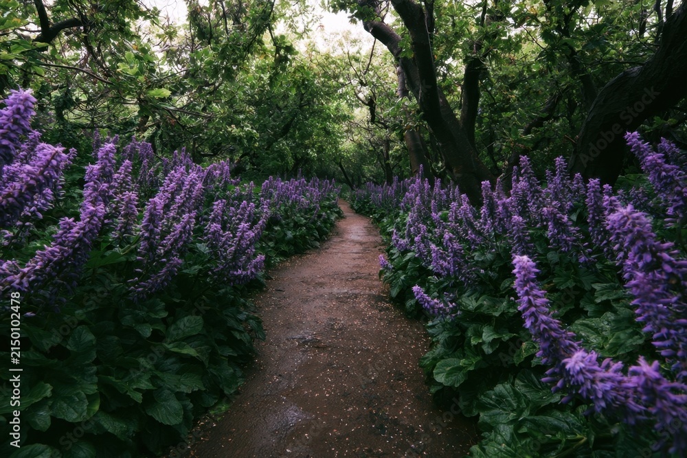 Obraz premium A natural unpaved path winding through a lush woodland garden with vibrant purple flowers