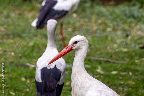 Canvas Print Adult white stork with a second bird behind