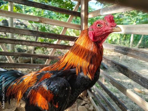 Close Up Rooster Portrait