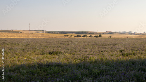 Amplio campo silvestre bajo el cielo despejado