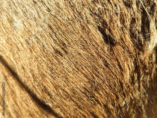 Brown Goat Hair Detailed Texture