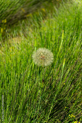 Konstfotografi Tragopogon Seed Head in Green Meadow