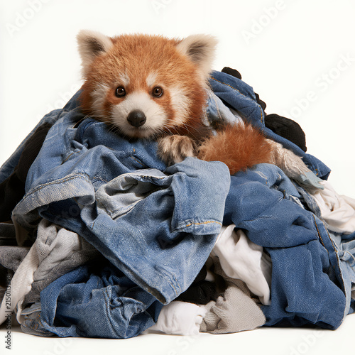 Cute red panda hiding in a large pile of clothes