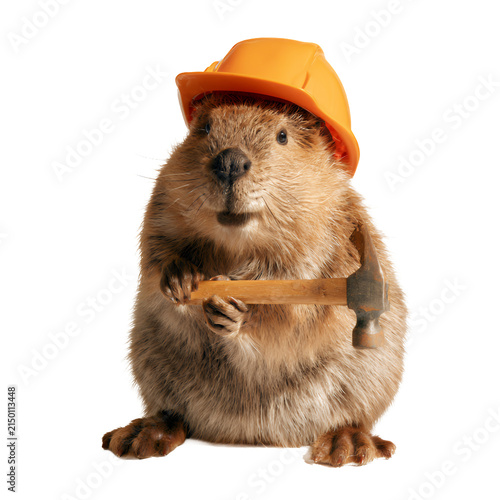 Cute beaver wearing a construction helmet and holding a hammer isolated on white background