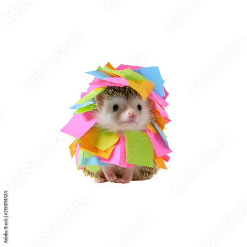 Cute hedgehog covered with colorful sticky notes isolated on white background