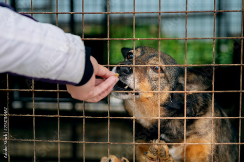 Canvastavla Female Volunteer Hand Feeding Homeless Dogs at Animal Shelter