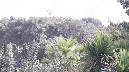 Two butterflies Old World swallowtail, Papilio machaon in flight above green forest with palm trees on hot summer weather - slow motion. Topics: Mediterranean vegetation, natural environment