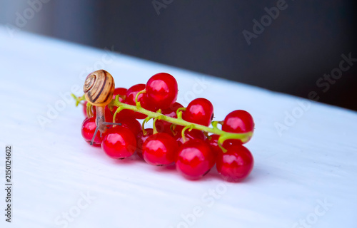 Snail moving slowly on a branch of red berries with a soft background