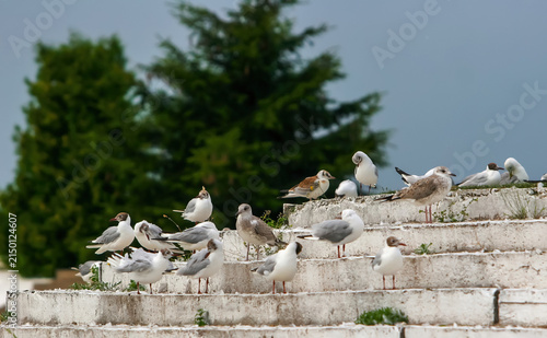 Birds gather on steps near a park during cloudy weather in an urban area by the water