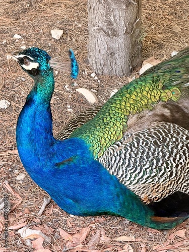 peacock with blue feathers