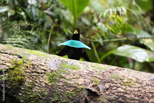 Obraz na płótnie Vogelkop lophorina (Lophorina superba), formerly part of the superb bird-of-paradise complex, is a species of passerine bird in the bird-of-paradise family Paradisaeidae