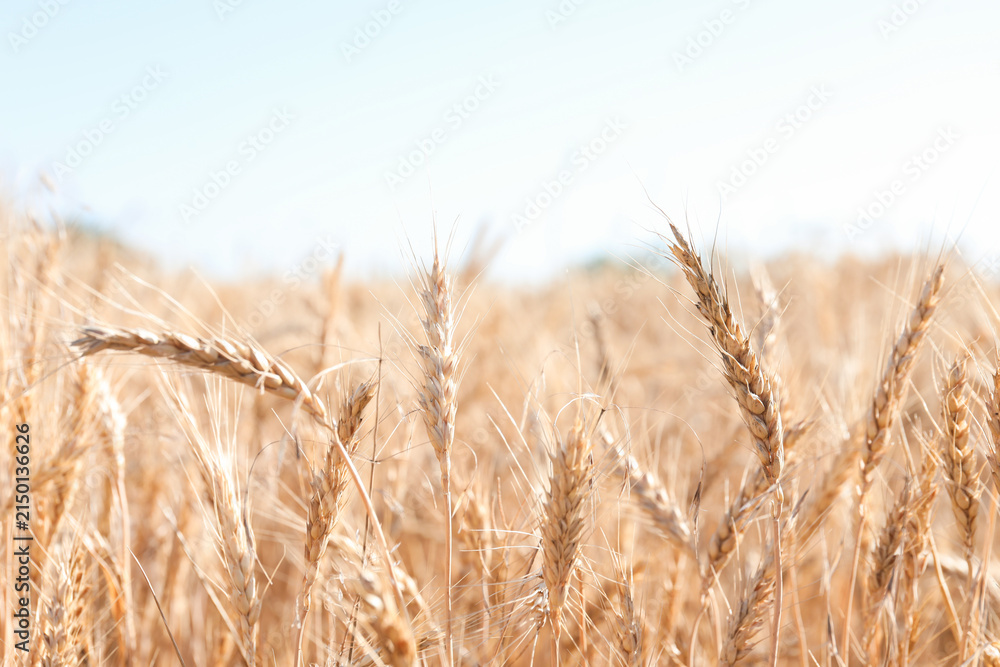 Fototapeta premium Golden wheat spikes growing in field on sunny day, closeup