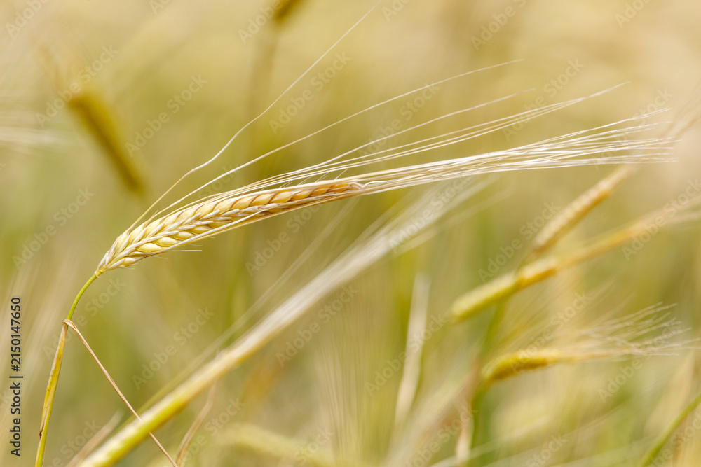 Obraz premium Golden wheat stalk bends in gentle breeze