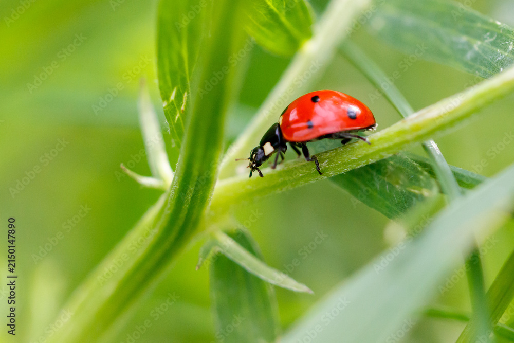 Obraz premium Red ladybug rests on green plant stem