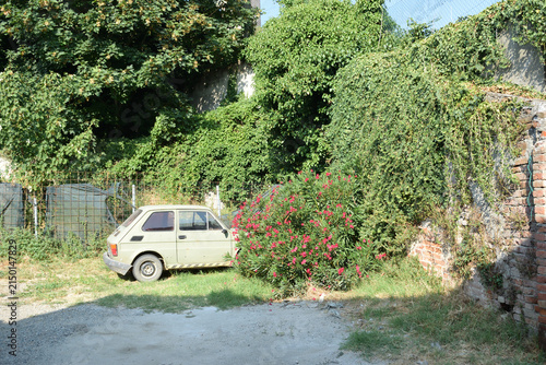 A wide outdoor shot featuring a classic cream-colored car parked beside vibrant pink flowering bushes, dense climbing vines, tall trees, and an old brick building wall on a sunny day.