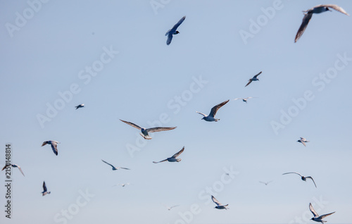 Canvastavla Birds soar freely against a clear blue sky