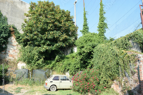 A wide outdoor shot featuring a classic cream-colored car parked beside vibrant pink flowering bushes, dense climbing vines, tall trees, and an old brick building wall on a sunny day.