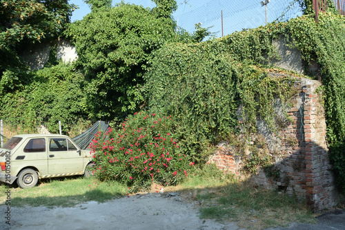 A wide outdoor shot featuring a classic cream-colored car parked beside vibrant pink flowering bushes, dense climbing vines, tall trees, and an old brick building wall on a sunny day.