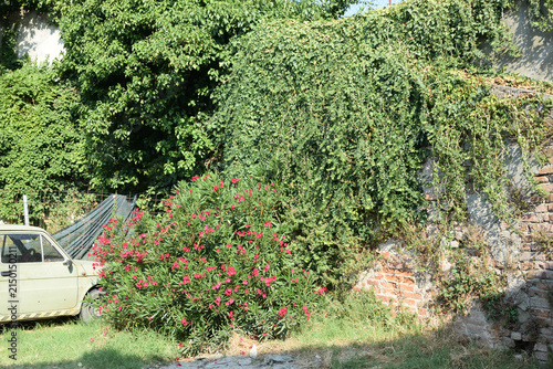 A wide outdoor shot featuring a classic cream-colored car parked beside vibrant pink flowering bushes, dense climbing vines, tall trees, and an old brick building wall on a sunny day.