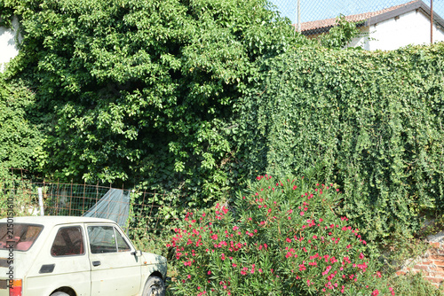 A wide outdoor shot featuring a classic cream-colored car parked beside vibrant pink flowering bushes, dense climbing vines, tall trees, and an old brick building wall on a sunny day.