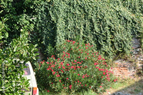 A wide outdoor shot featuring a classic cream-colored car parked beside vibrant pink flowering bushes, dense climbing vines, tall trees, and an old brick building wall on a sunny day.