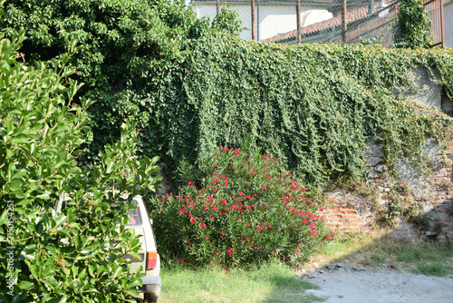 A wide outdoor shot featuring a classic cream-colored car parked beside vibrant pink flowering bushes, dense climbing vines, tall trees, and an old brick building wall on a sunny day.