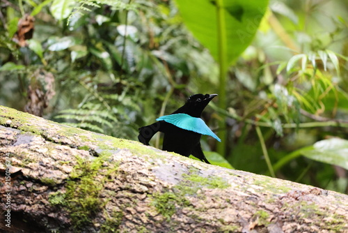 Canvas Print Vogelkop lophorina (Lophorina superba), formerly part of the superb bird-of-paradise complex, is a species of passerine bird in the bird-of-paradise family Paradisaeidae