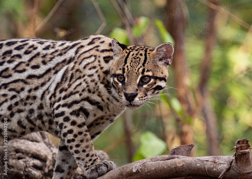 Obraz premium Ocelot up close