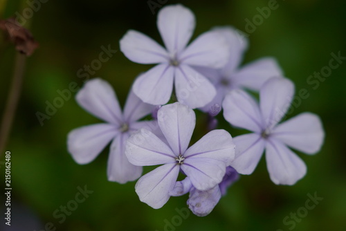 Canvastavla Plumbago auriculata common names are Cape Leadwort , Blue Plumbago , Cape Plumbago , Sky Flower and scientific name is Plumbago auriculata