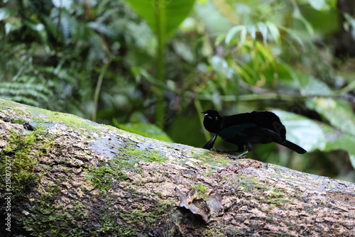 Фотография Vogelkop lophorina (Lophorina superba), formerly part of the superb bird-of-paradise complex, is a species of passerine bird in the bird-of-paradise family Paradisaeidae