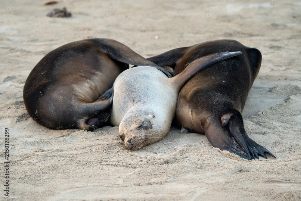 Obraz premium sea lions rest on sandy beach, Zalophus wollebaeki in Galapagos