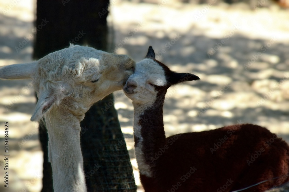Naklejka premium Mama Alpaca Kissing Her Baby in a Sunny Outdoor Farm Setting
