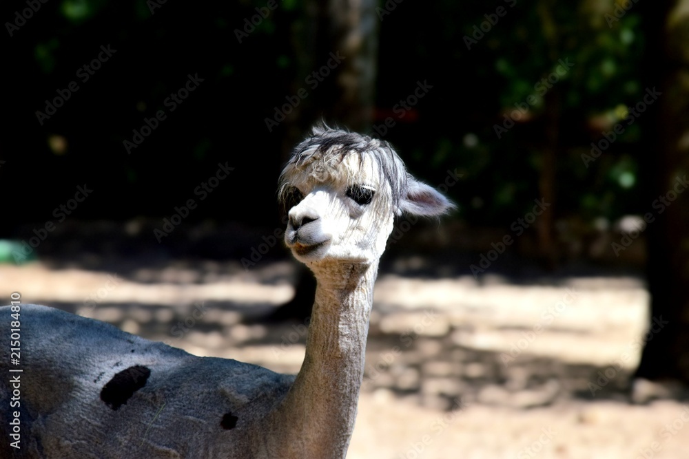Naklejka premium Close-up Portrait of a Curious Alpaca Looking to the Left