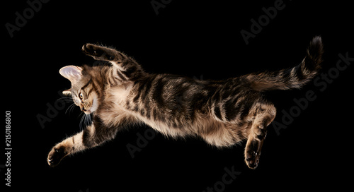 Fototapeta kuchenna An agile tabby cat mid-leap, paws outstretched and tail striped, airborne