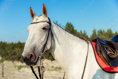 Close-up of a white horse with a decorative bridle and saddle against a clear blue sky