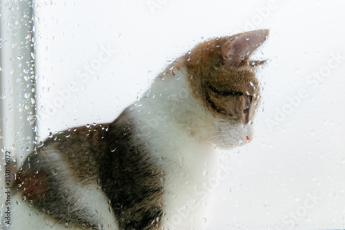 Tabby and white cat gazing through a rain-speckled window pane.