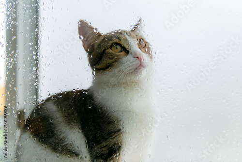 Tabby and white cat gazing through a rain-speckled window pane.