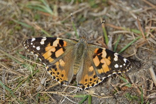 the painted lady butterfly (Vanessa cardui)