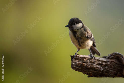 Coal Tit Perched on a Dry Branch with Green Background