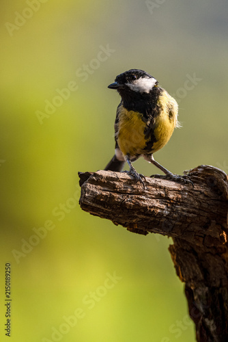 Coal Tit Perched on a Dry Branch with Green Background