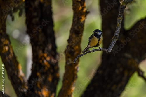 Great Tit Perched on a Branch in Mediterranean Woodland