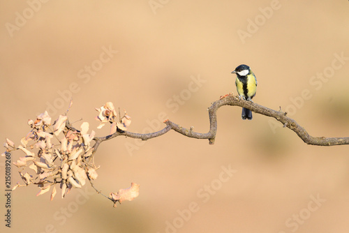 Great Tit Perched on a Dry Branch with Soft Natural Background