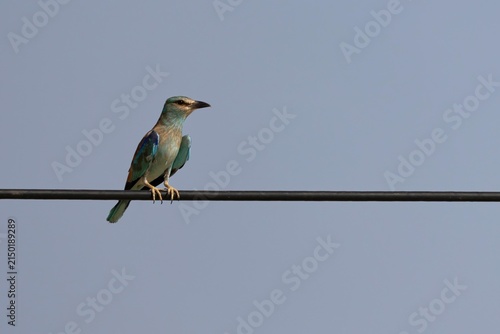 European Roller Perched on a Wire Against Clear Sky