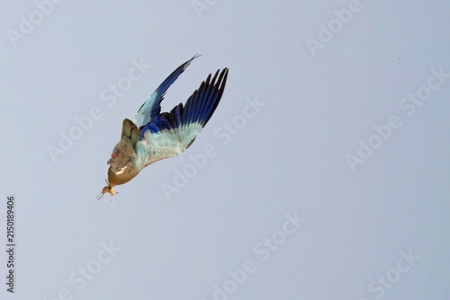 European Roller Flying with an Insect in Its Beak