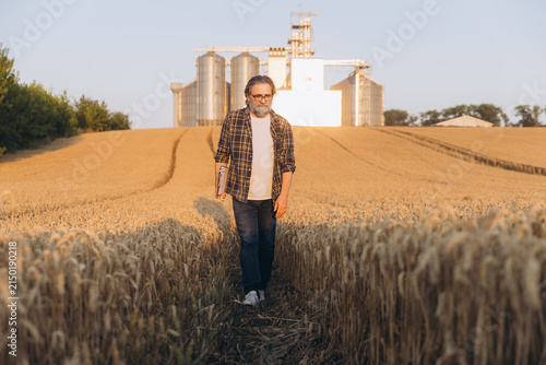 Photography Agronomist walking through ripe wheat field at sunset, inspecting grain harvest