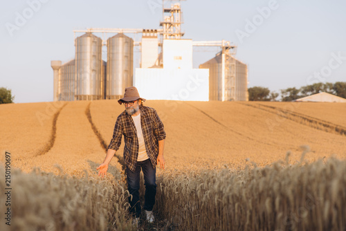 Fotografie Agronomist inspecting wheat field, touching ripe crops with silos and grain elev